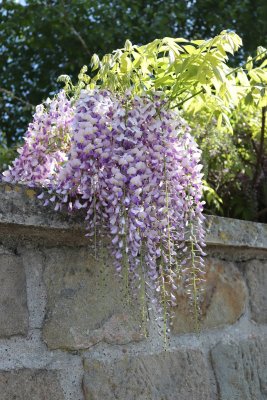 Wisteria floribunda - vistárie květnatá - květenství